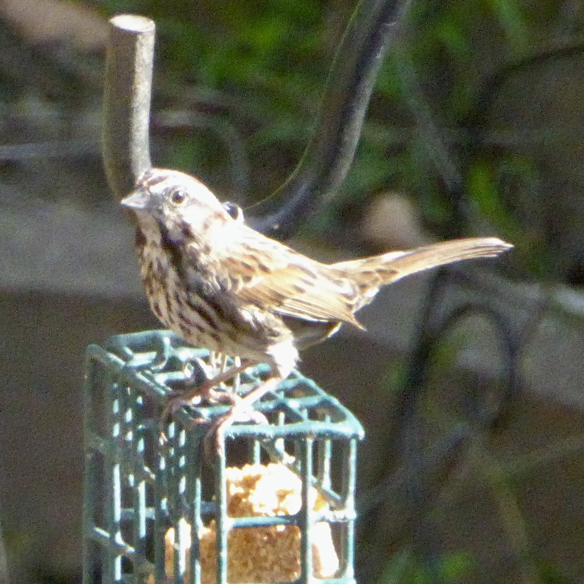 ウタスズメ - ML647062792