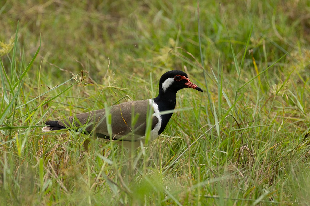 Red-wattled Lapwing - ML647062793