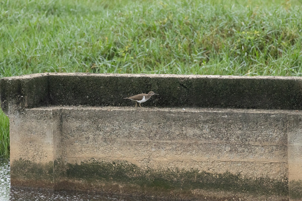 Common Sandpiper - ML647062795