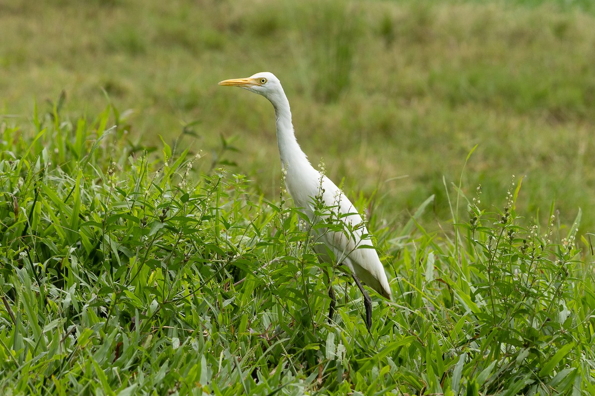 Eastern Cattle-Egret - ML647062797
