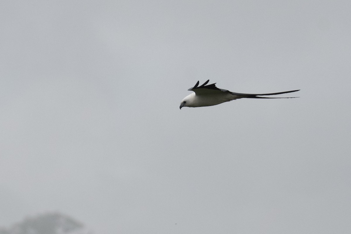 Swallow-tailed Kite - ML647062799