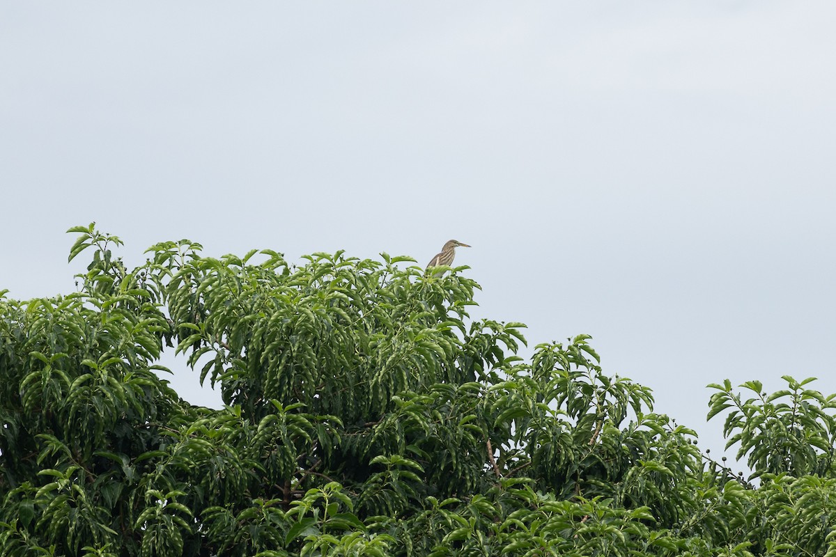 Yellow Bittern - ML647062800