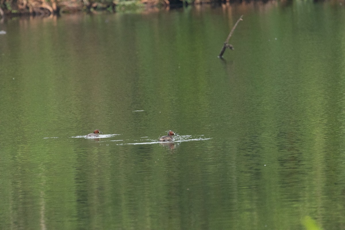 Little Grebe - ML647062805