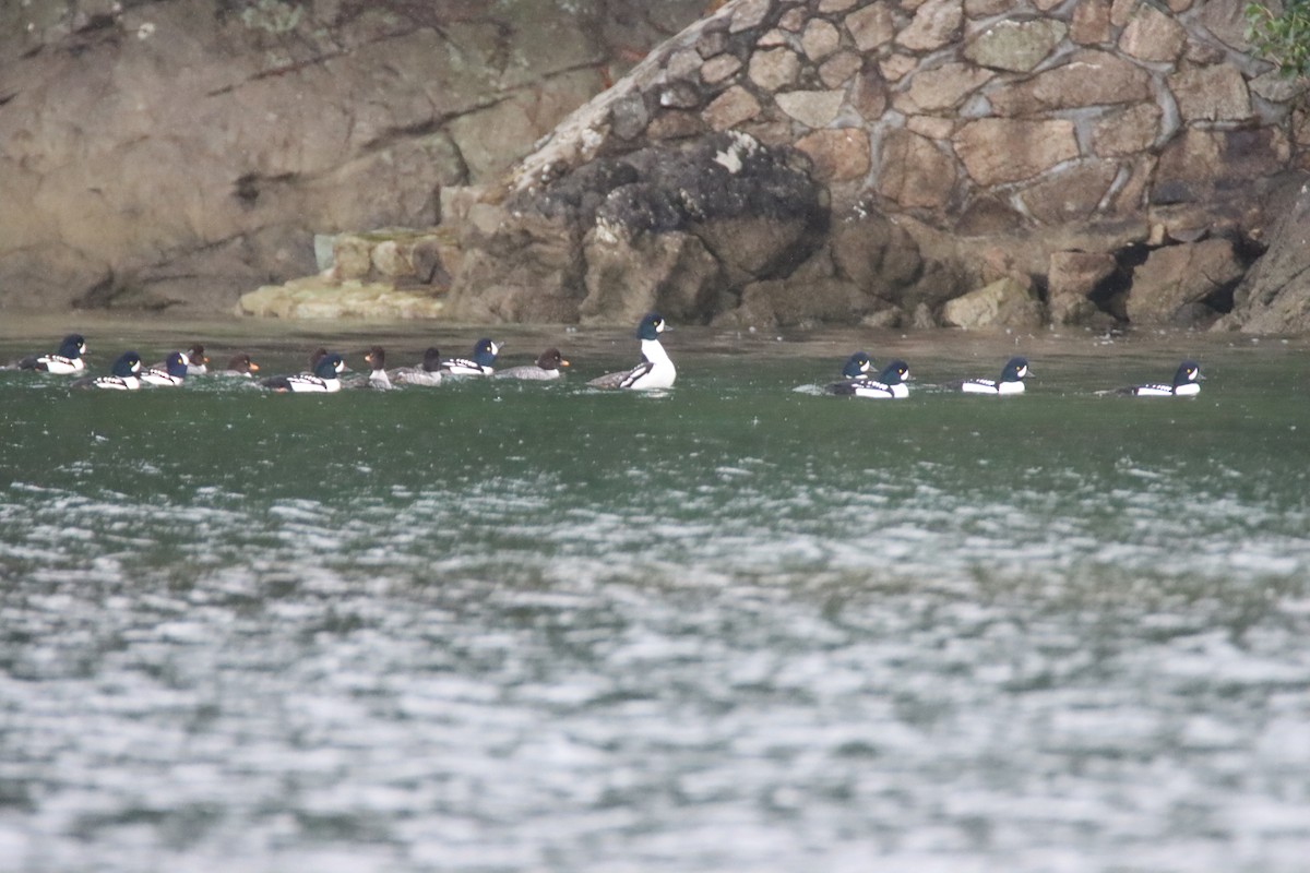 Barrow's Goldeneye - ML647062814