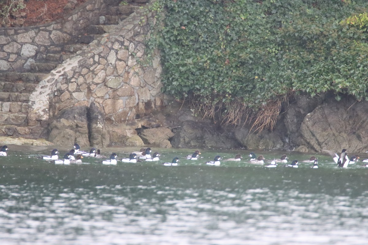 Barrow's Goldeneye - ML647062816