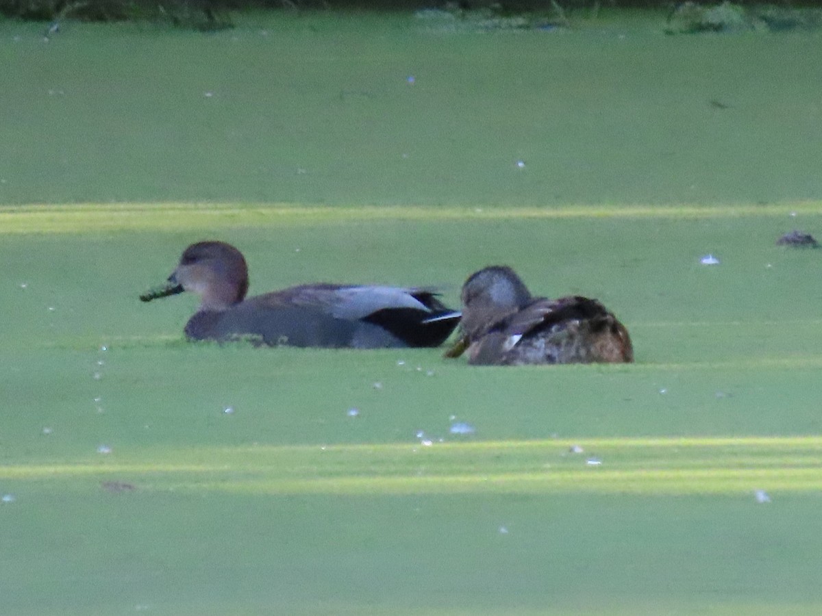 Boz Ördek - ML647062817