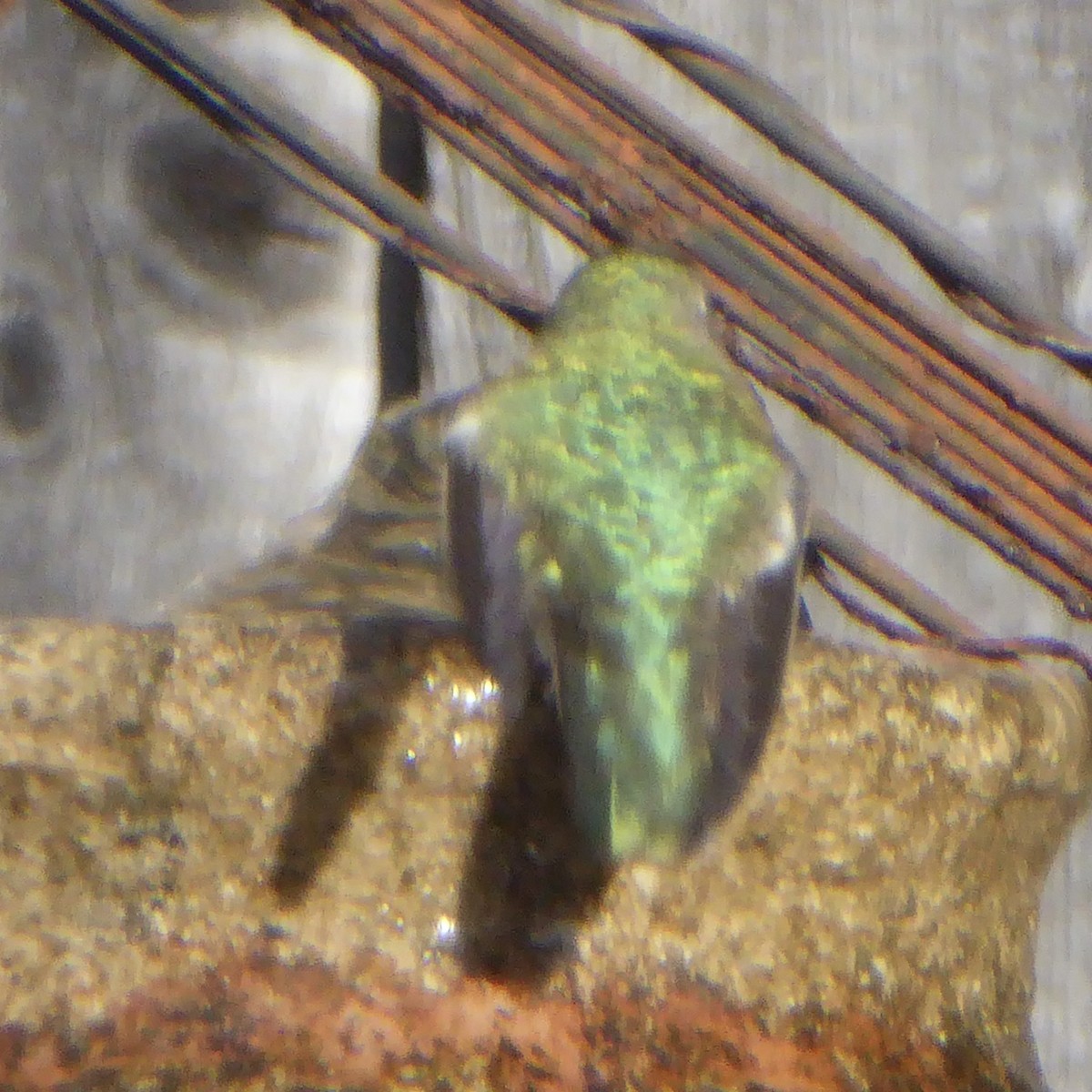 Anna's Hummingbird - ML647062819