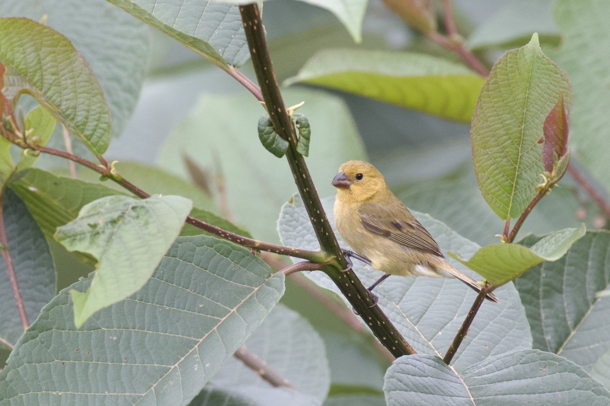 Чёрный просяночник [группа ophthalmica] - ML647062820