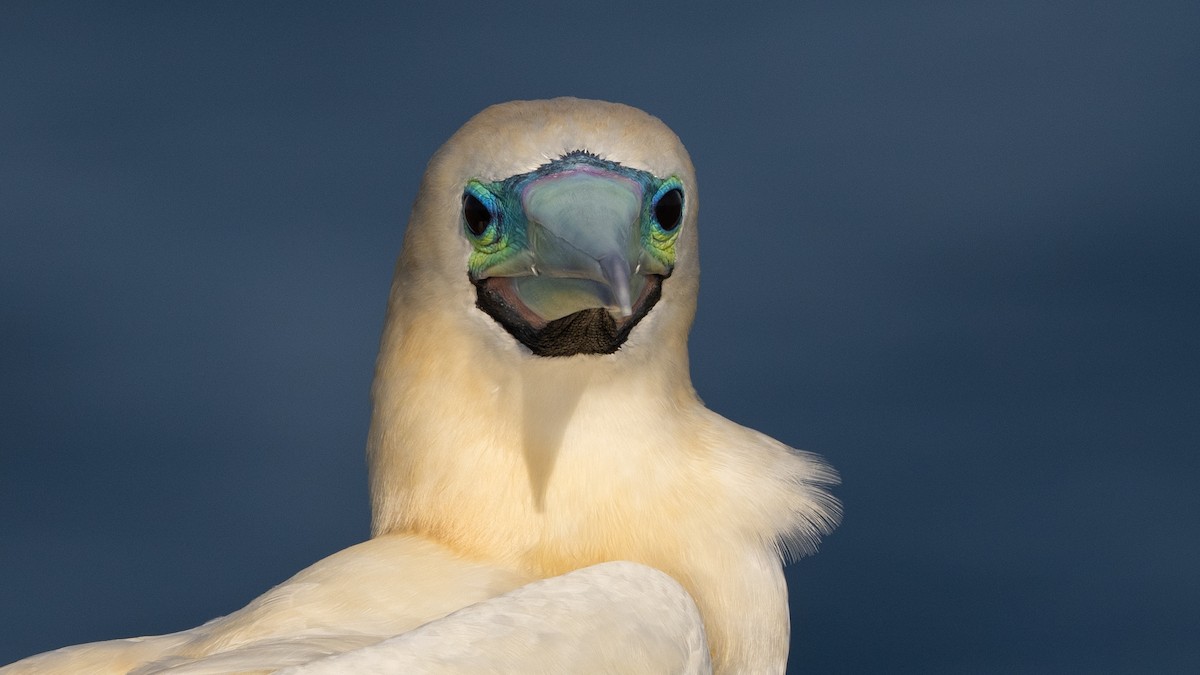 rødfotsule - ML647062821