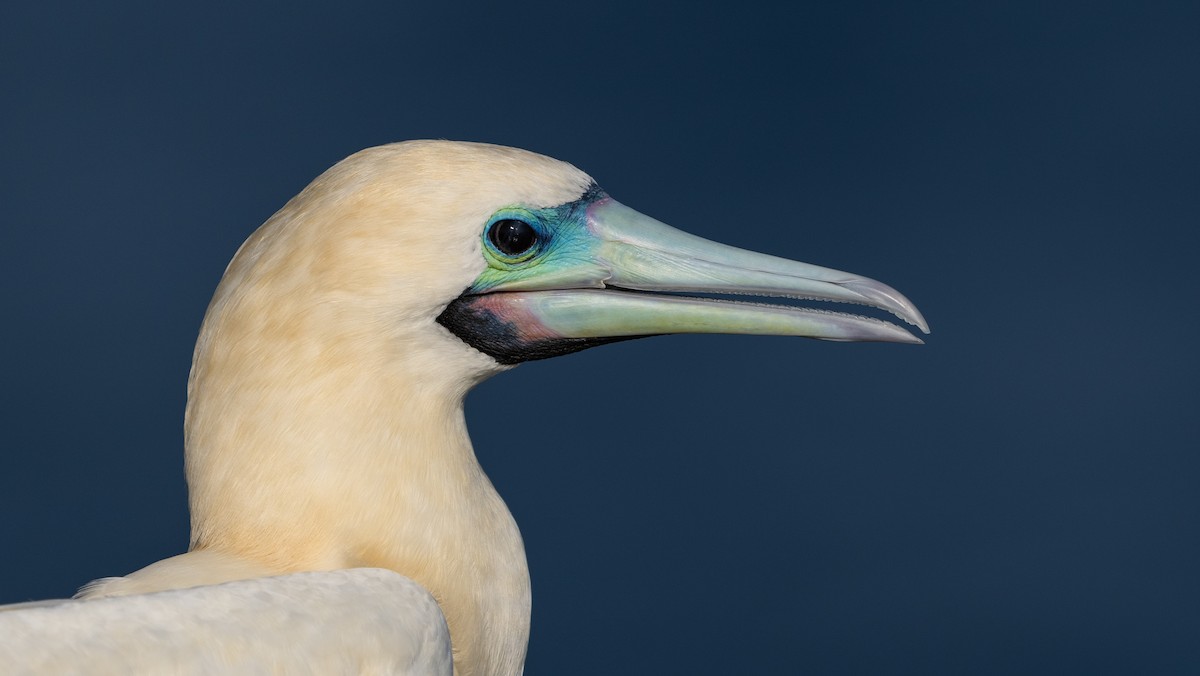 rødfotsule - ML647062822