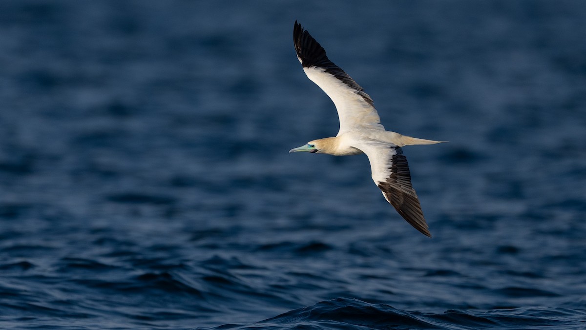 rødfotsule - ML647062823