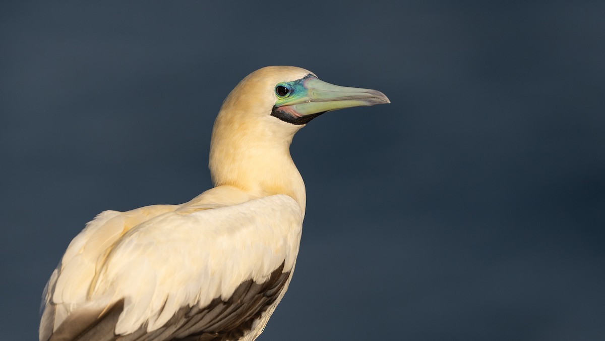 rødfotsule - ML647062824