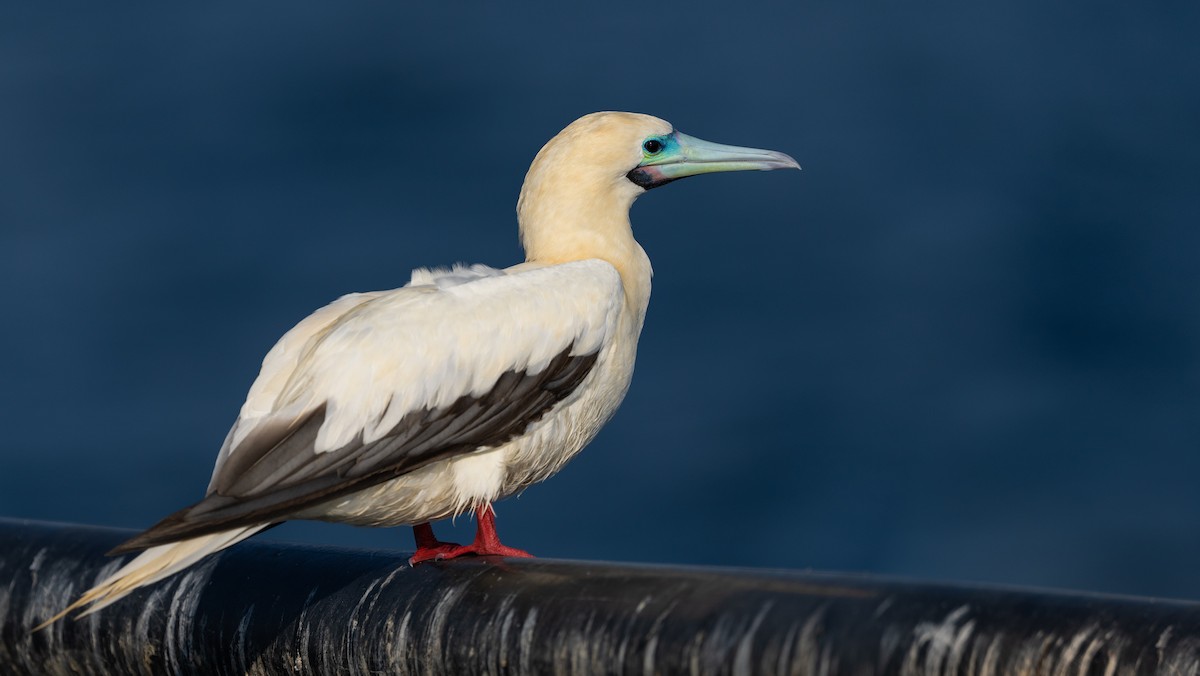 rødfotsule - ML647062825