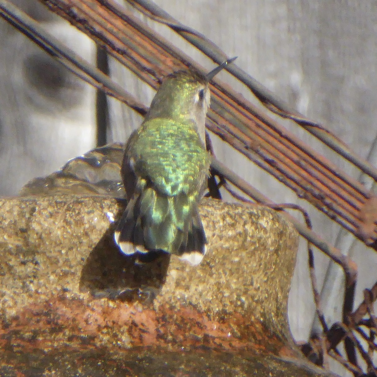 Anna's Hummingbird - ML647062827