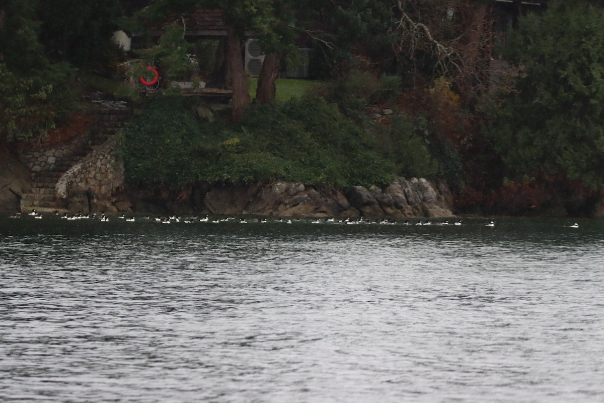 Barrow's Goldeneye - ML647062830