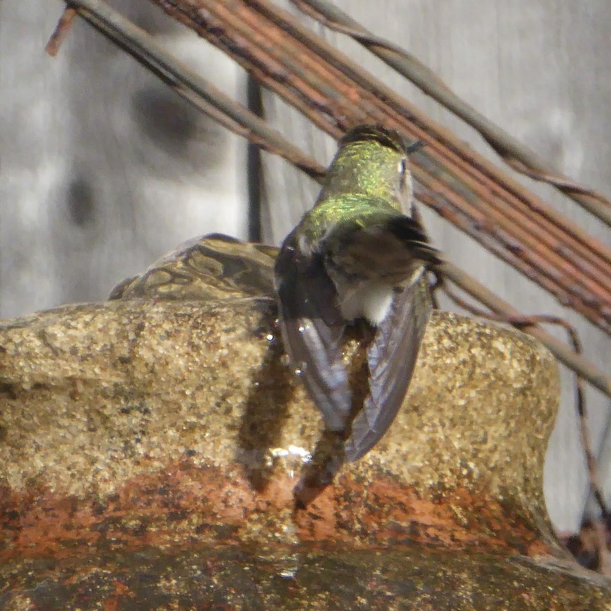 Anna's Hummingbird - ML647062832