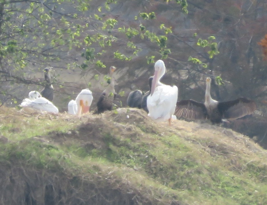 kormorán ušatý - ML647062835