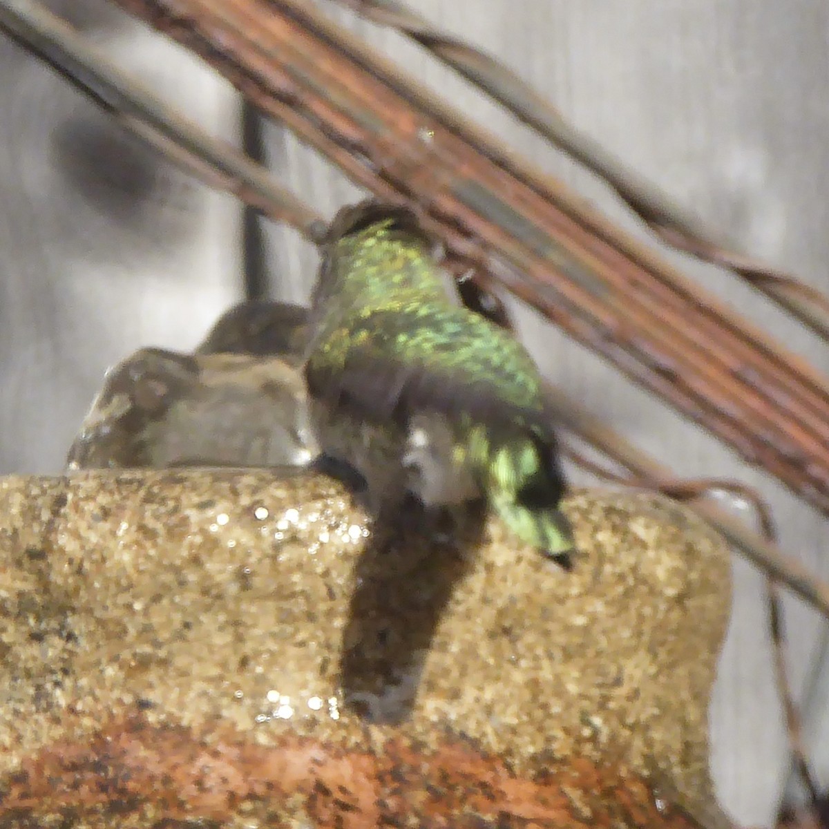 Anna's Hummingbird - ML647062837