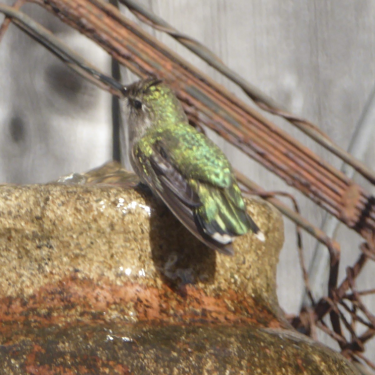 Anna's Hummingbird - ML647062840