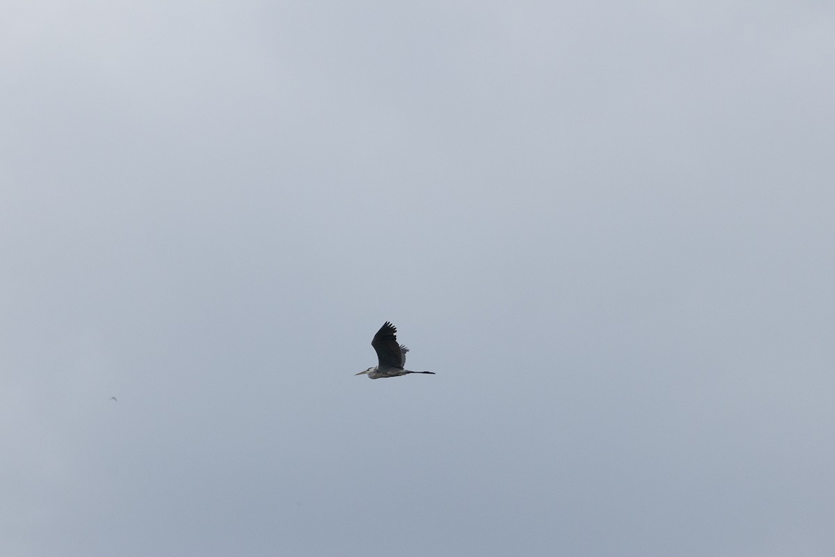 Gray Heron - ML647062843