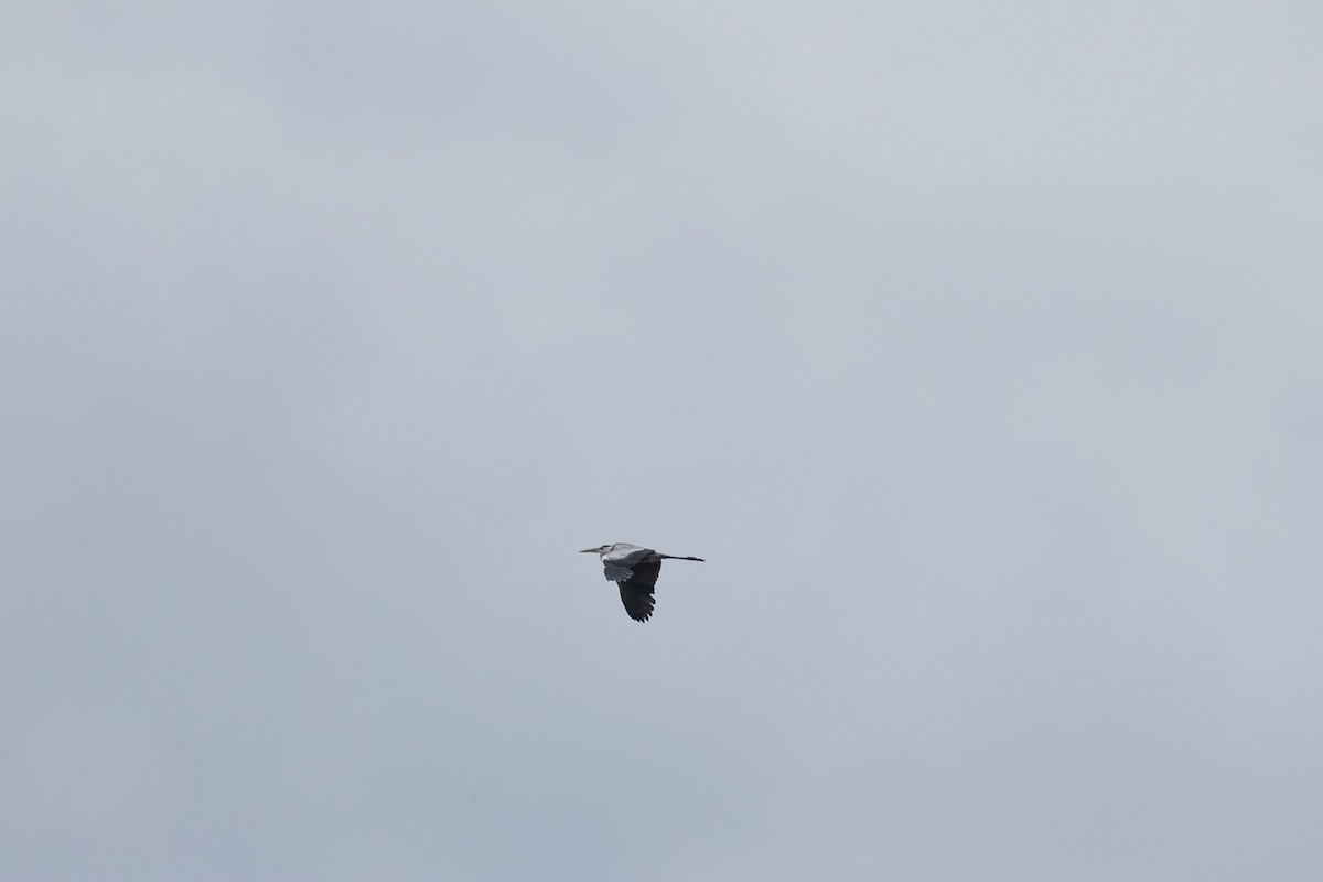 Gray Heron - ML647062844