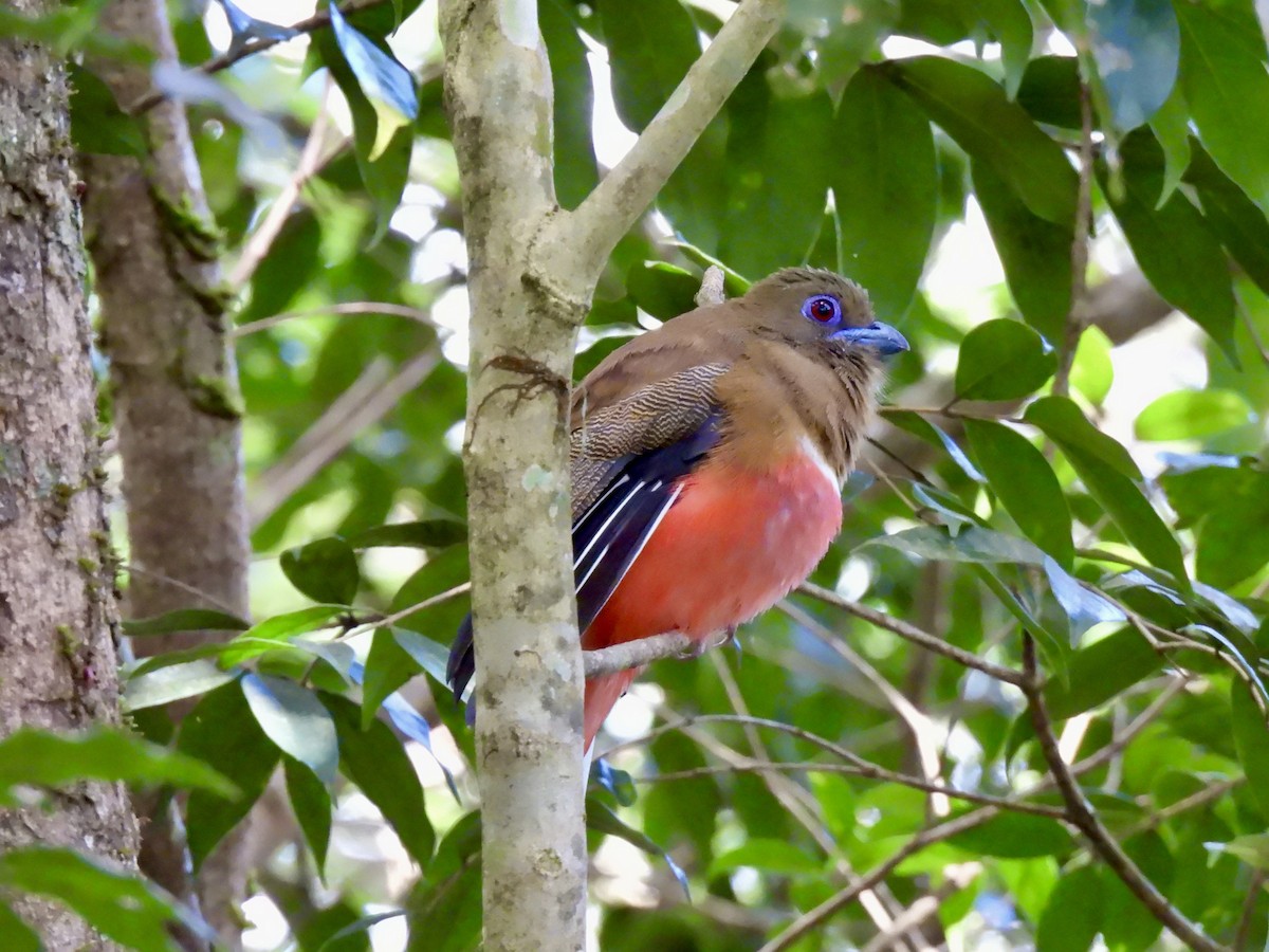 Красноголовый трогон - ML647062847