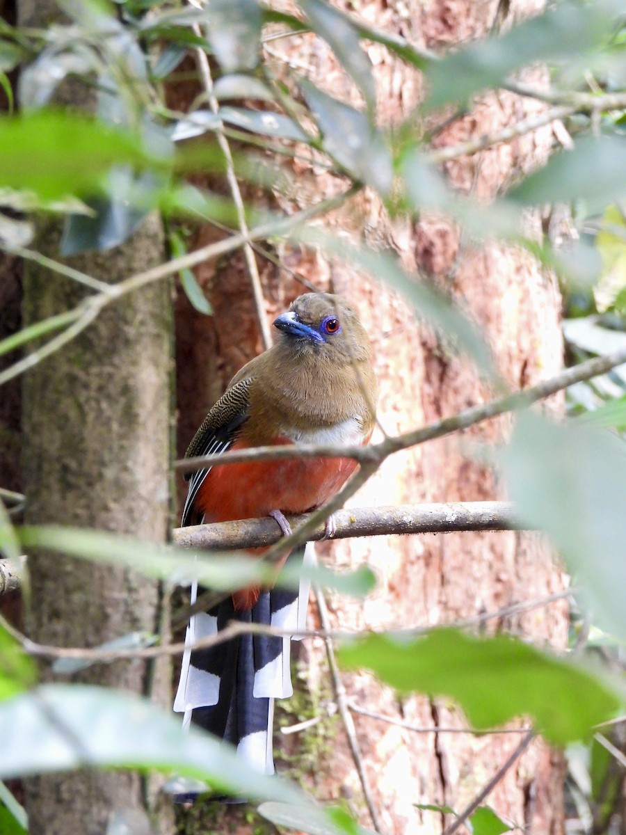 Красноголовый трогон - ML647062848