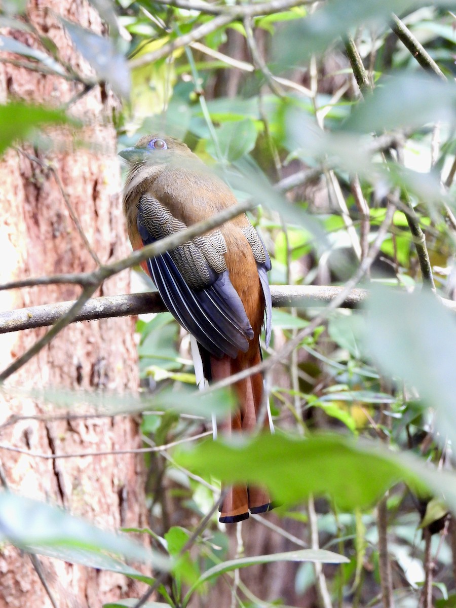 Красноголовый трогон - ML647062849