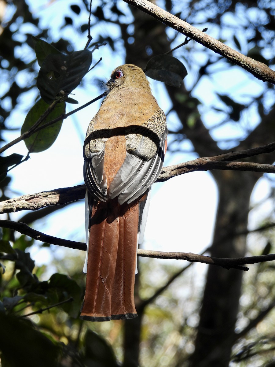 Красноголовый трогон - ML647062850