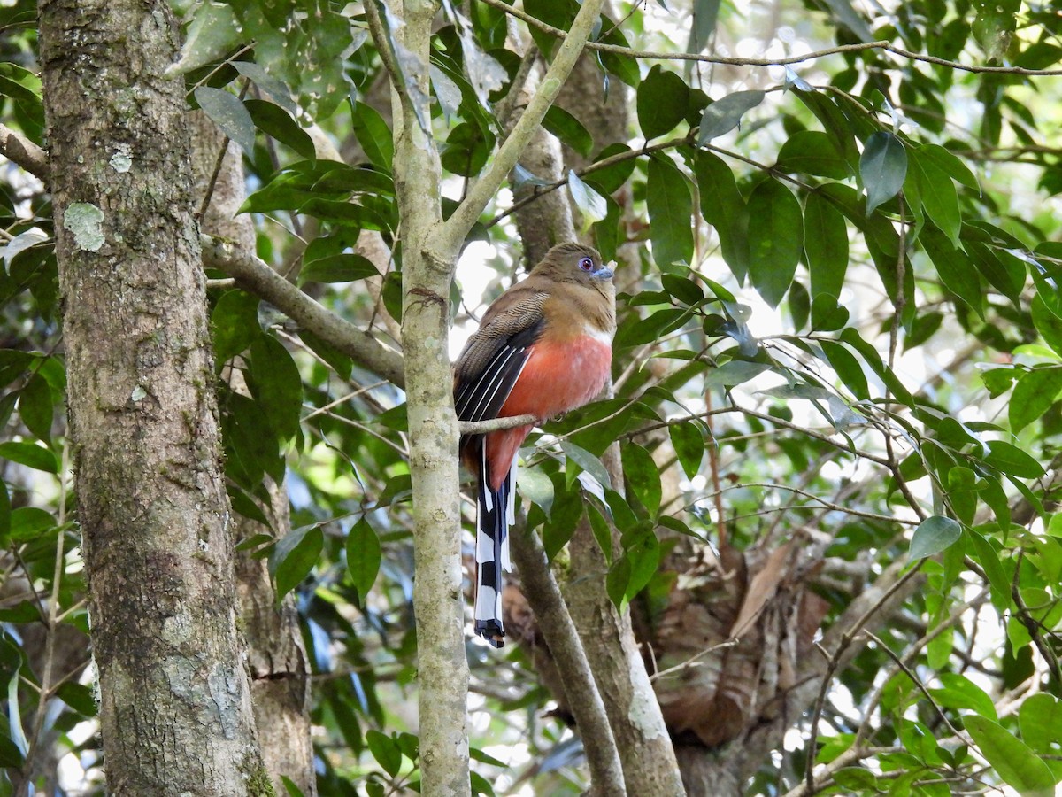 Красноголовый трогон - ML647062851