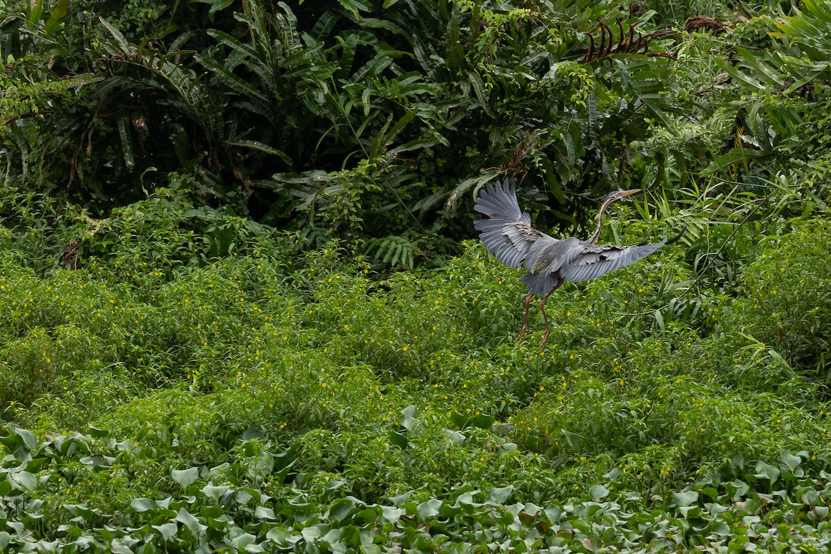 Purple Heron - ML647062852