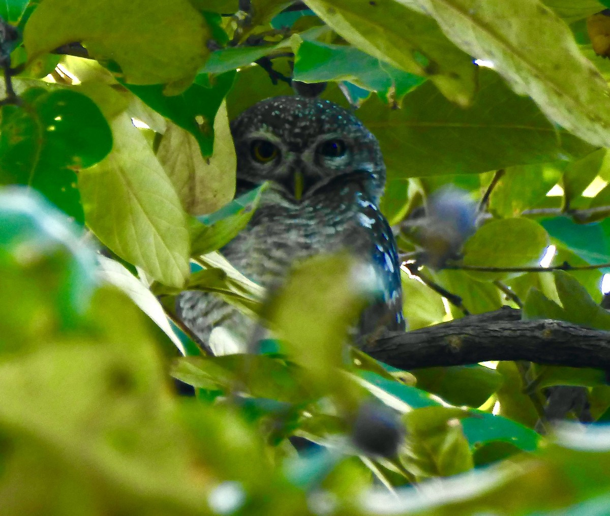 Spotted Owlet - ML647062857