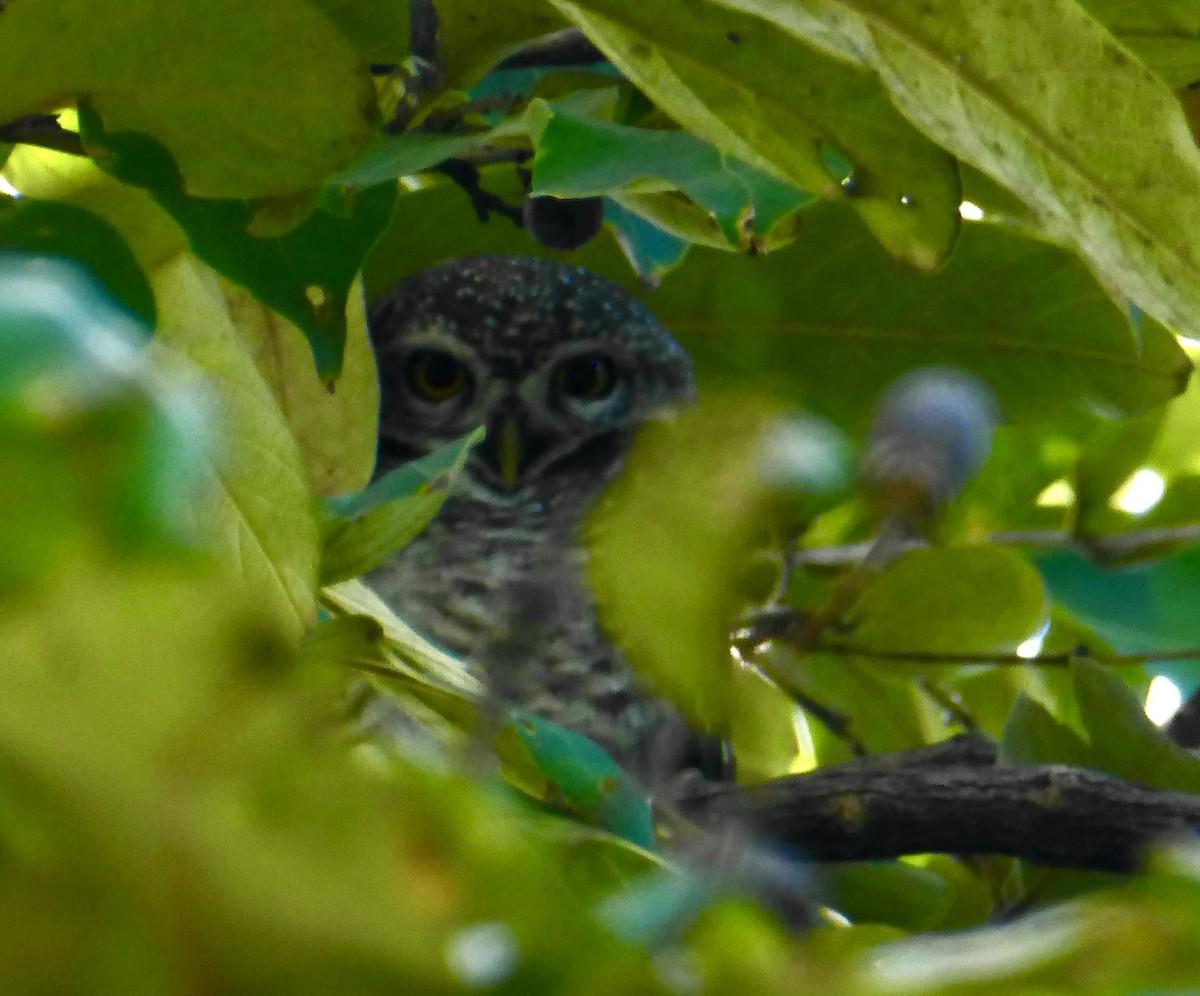 Spotted Owlet - ML647062858