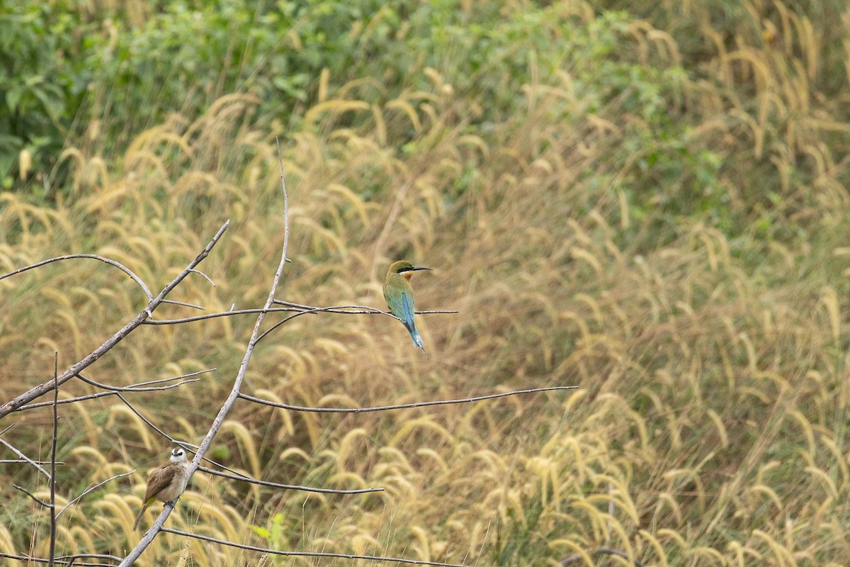 Blue-tailed Bee-eater - ML647062860