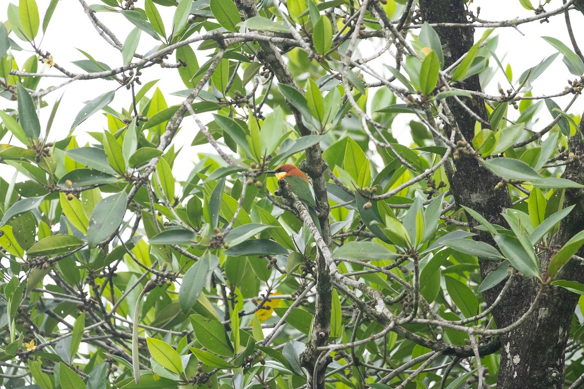 Chestnut-headed Bee-eater - ML647062861