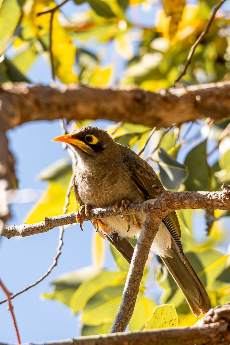 Yellow-throated Miner - ML647062864