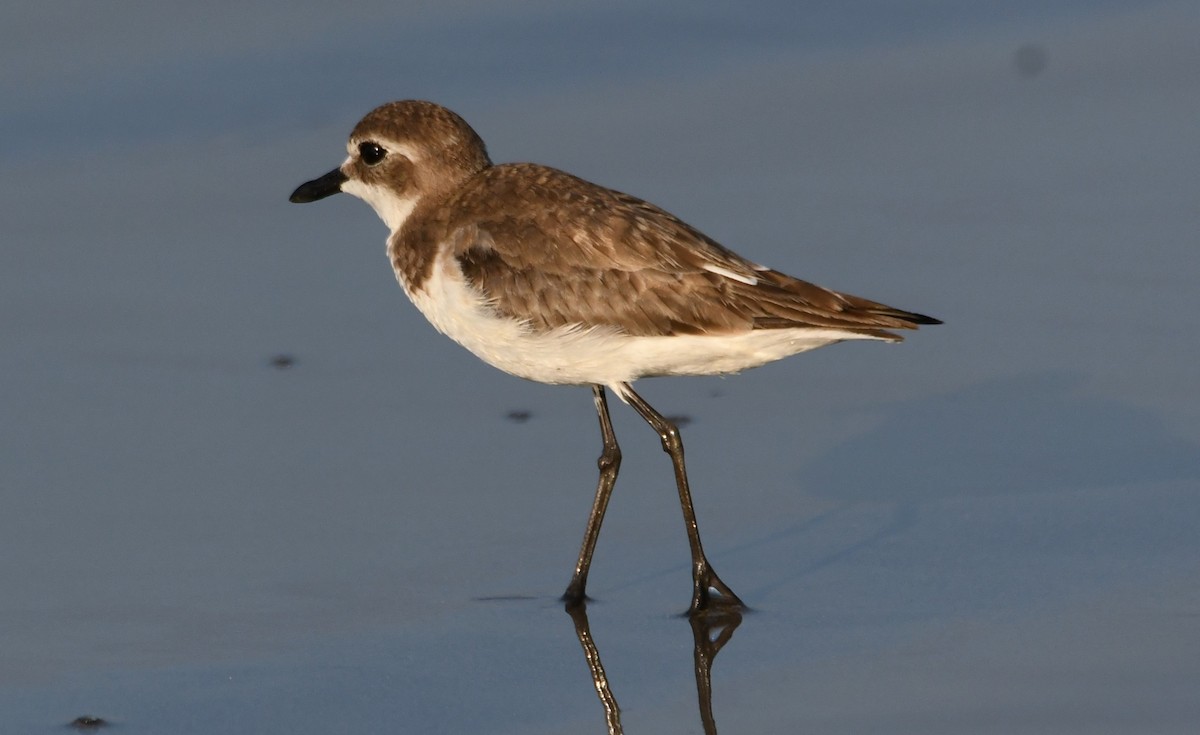 Tibet Cılıbıtı - ML647062865