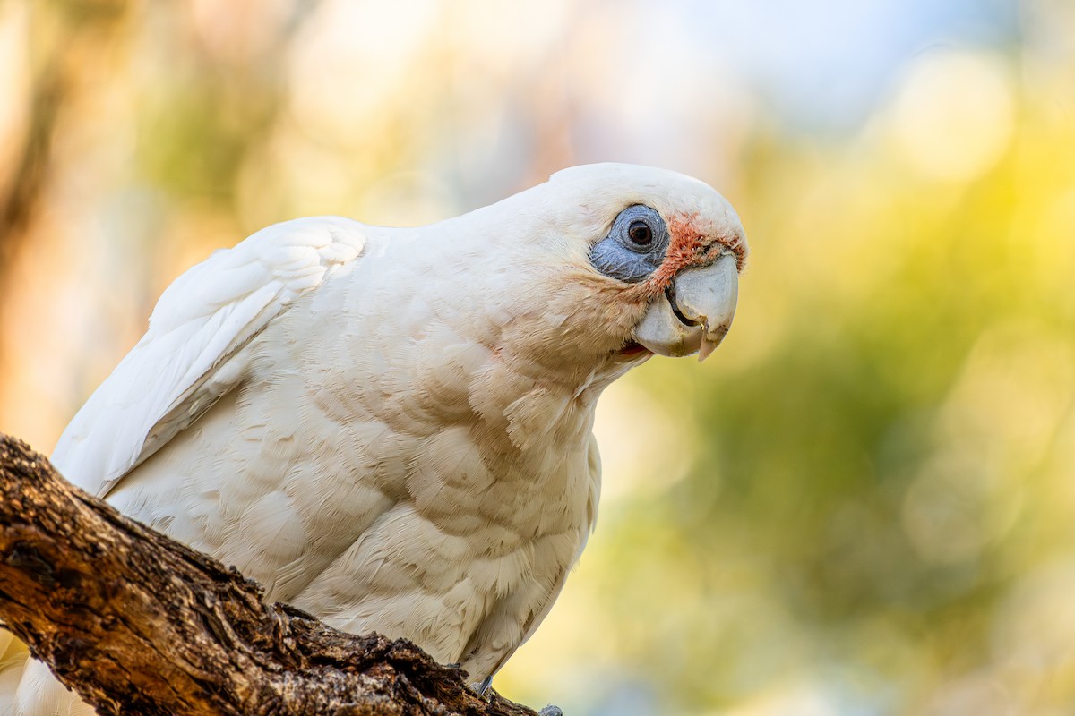 Little Corella - ML647062867
