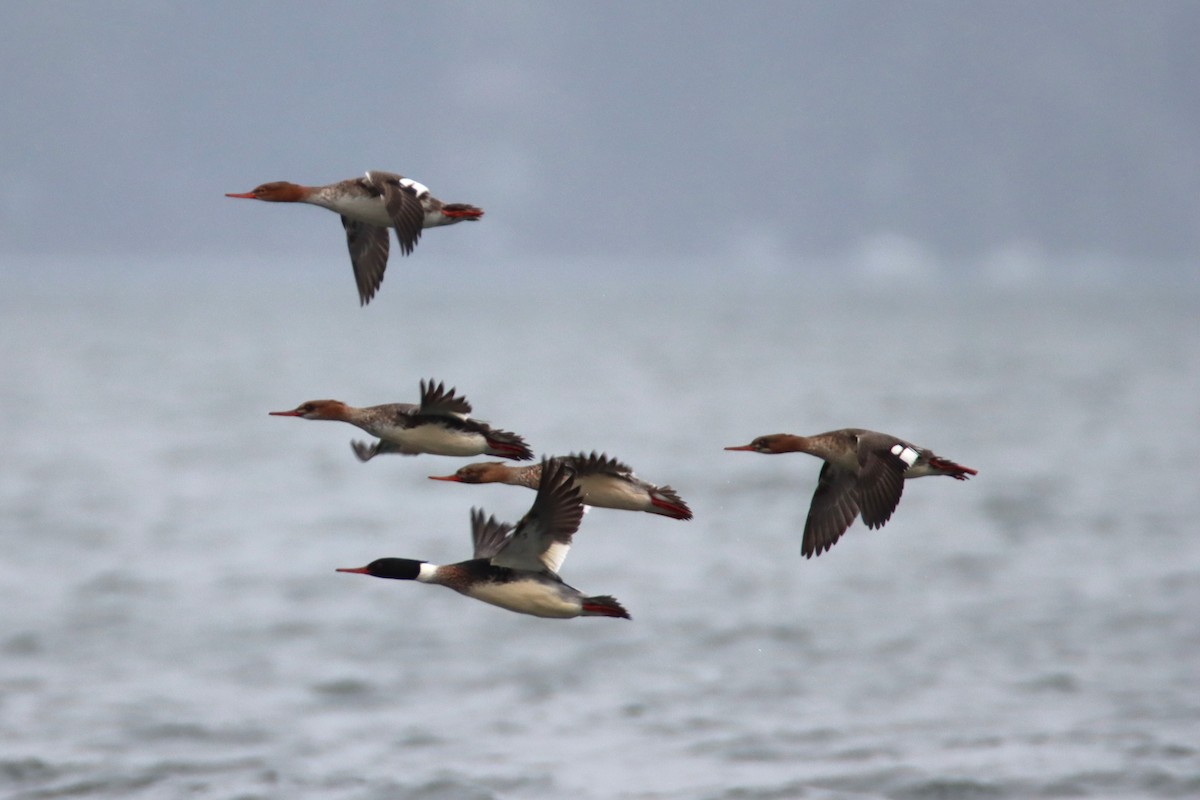 מרגון בינוני - ML647062868