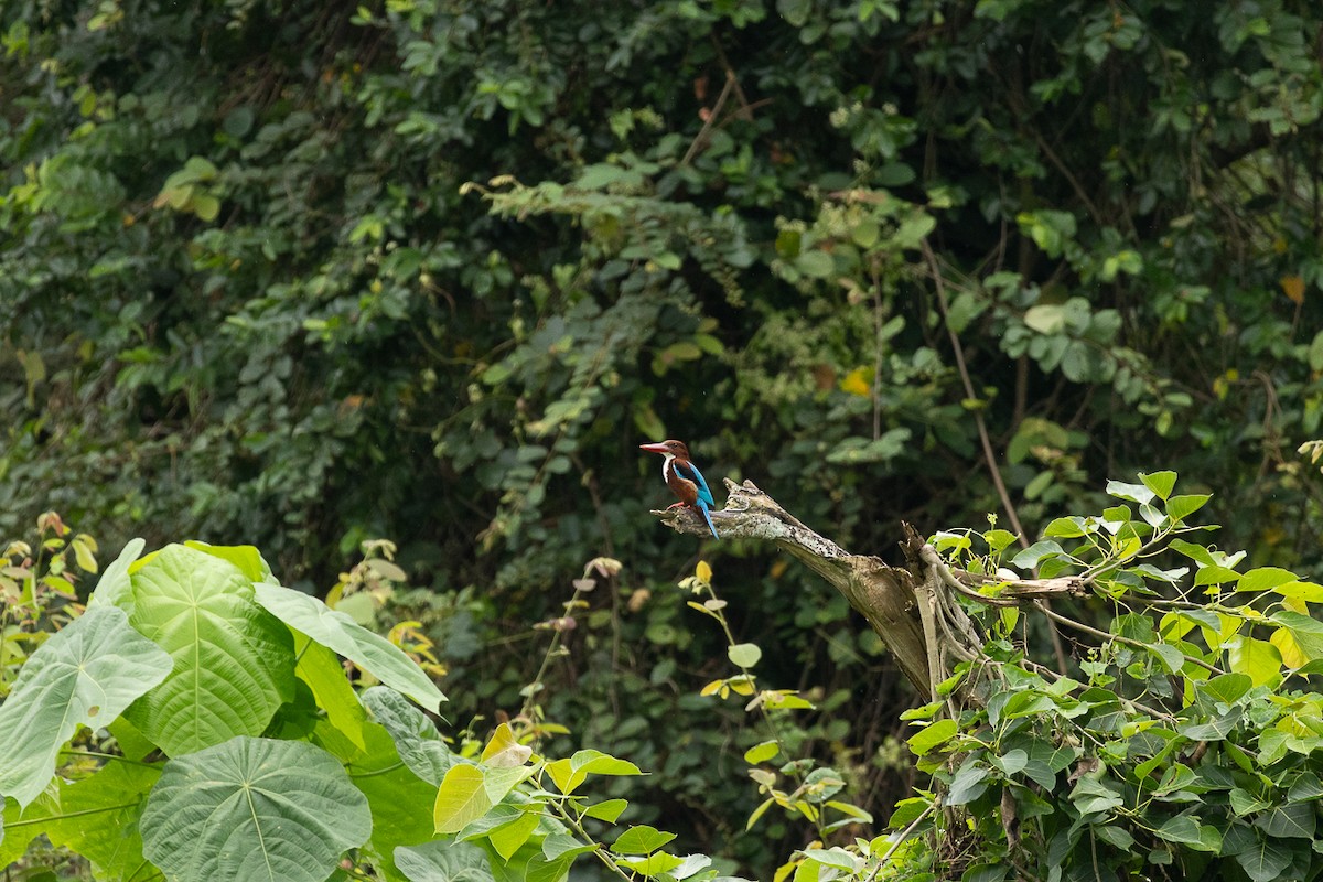 White-throated Kingfisher - ML647062869