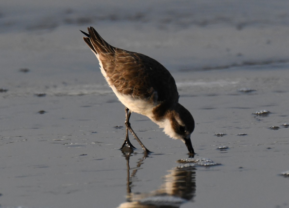 Tibet Cılıbıtı - ML647062870