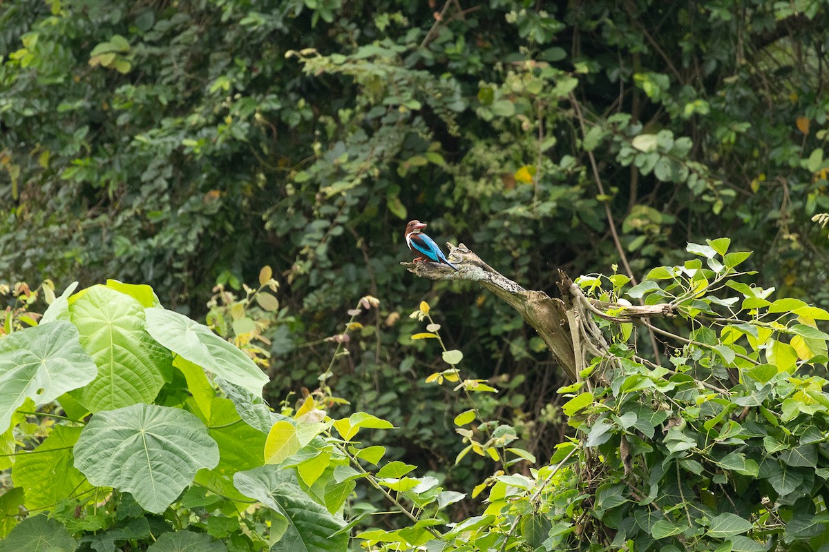 White-throated Kingfisher - ML647062874