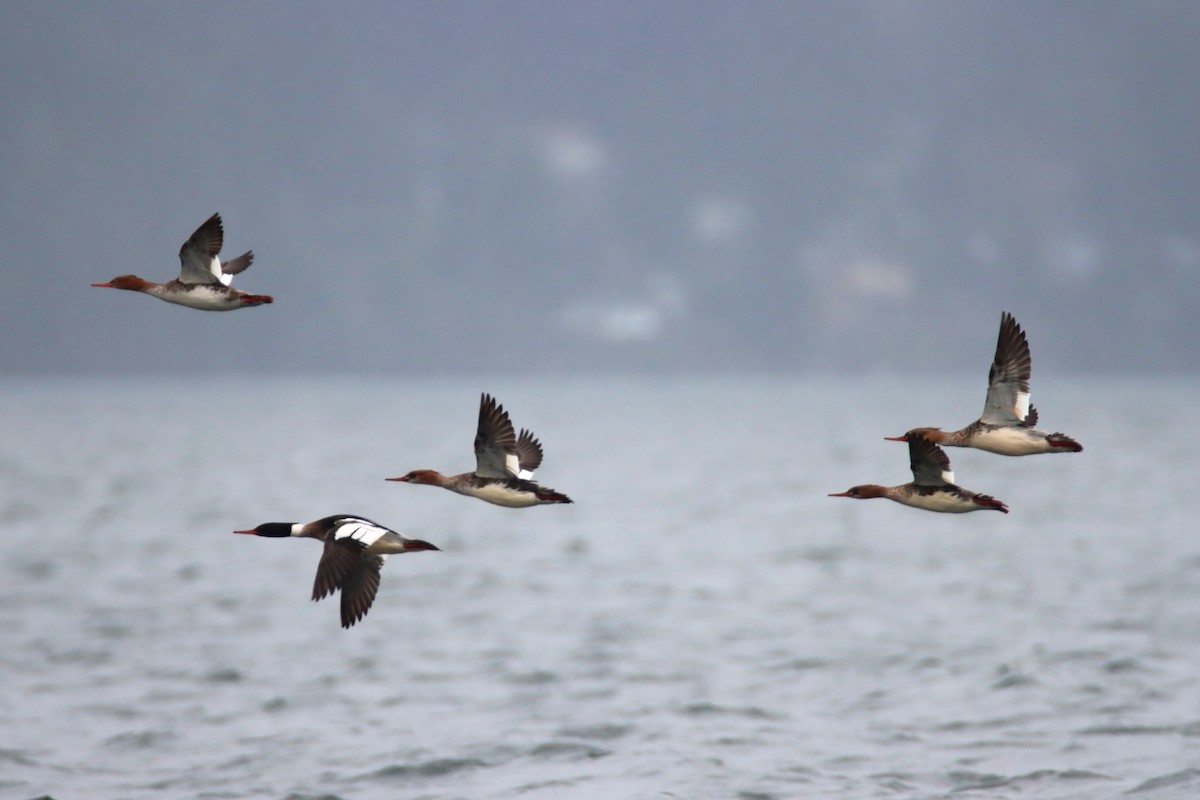 מרגון בינוני - ML647062875