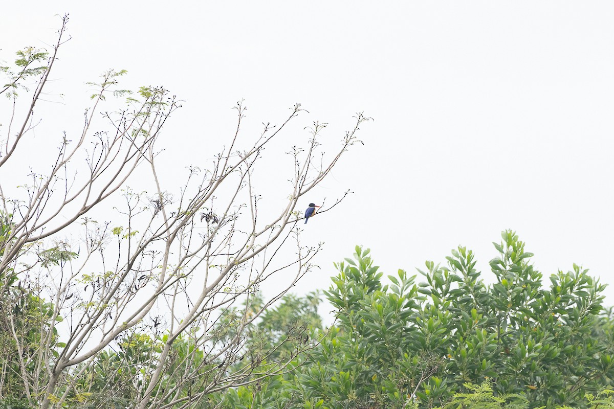 Black-capped Kingfisher - ML647062878