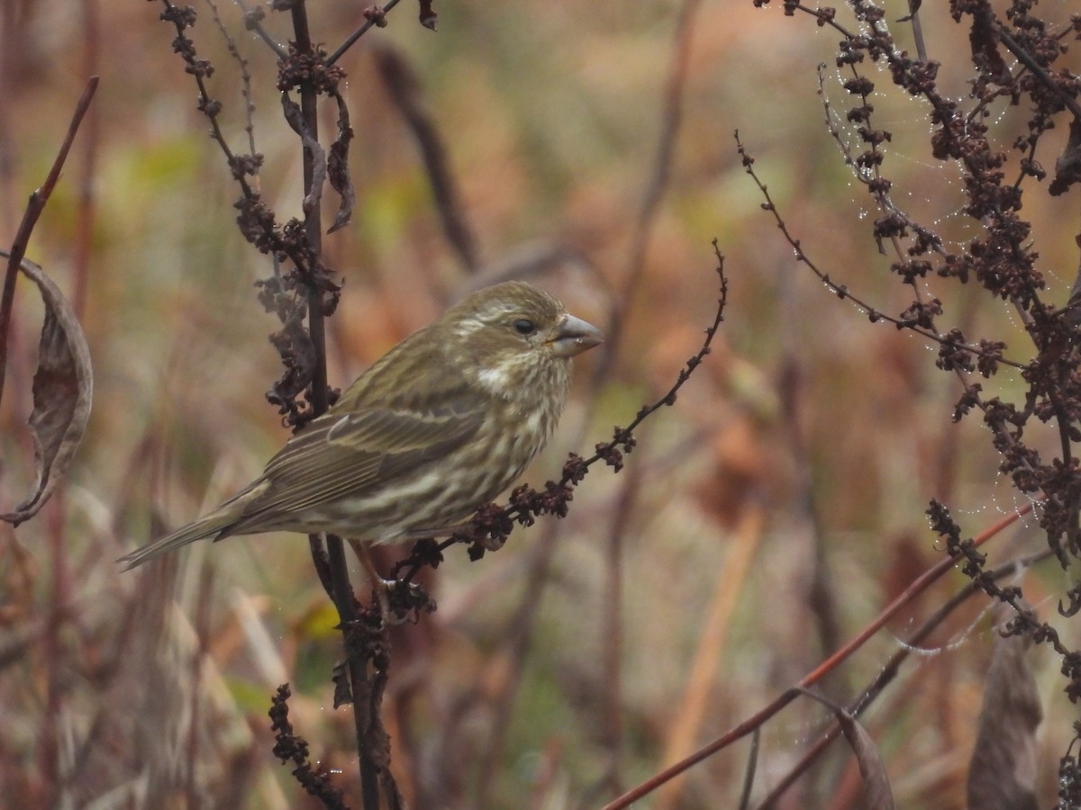 Purple Finch - ML647062880
