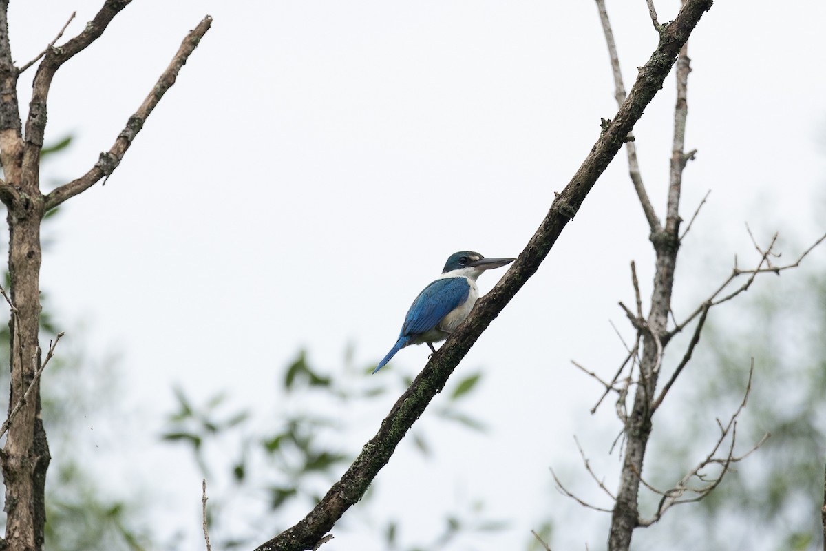 Collared Kingfisher - ML647062881
