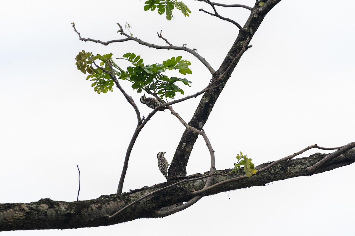 Sunda Pygmy Woodpecker - ML647062886