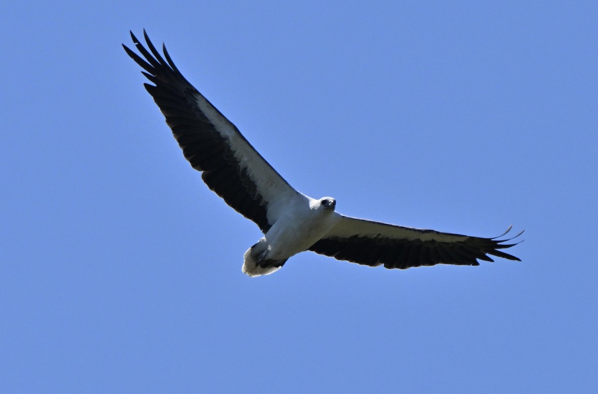 hvitbukhavørn - ML647062887