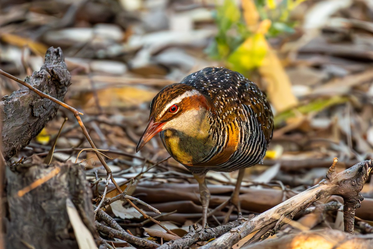 Buff-banded Rail - ML647062890