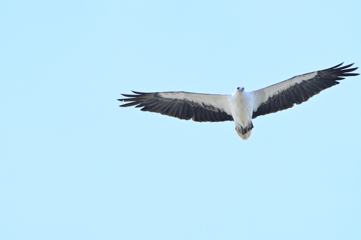 hvitbukhavørn - ML647062896